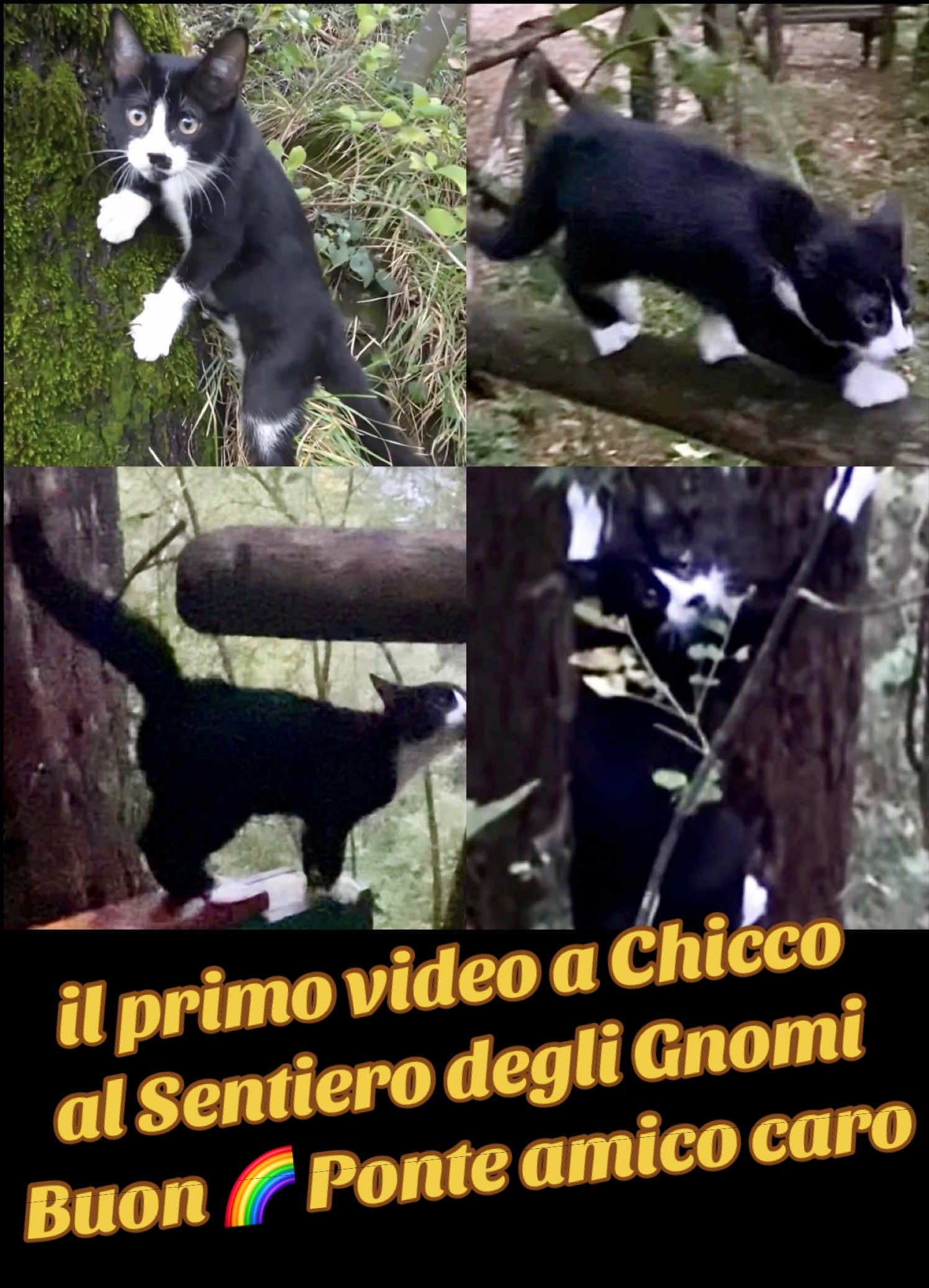 @Micio Panda 🐼