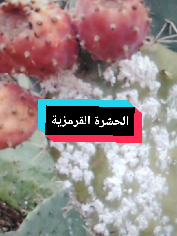 @Free Minds | العقول المتحررة💡
