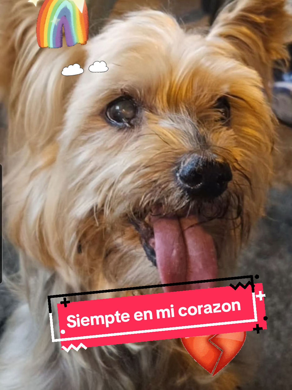 @lolalapiconera