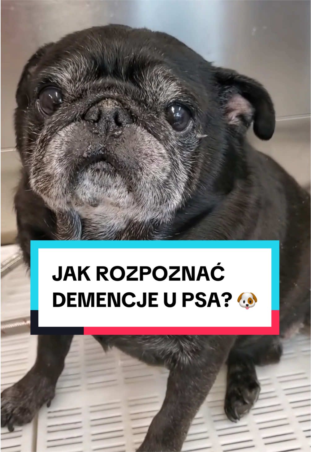 @pandawojtekyt