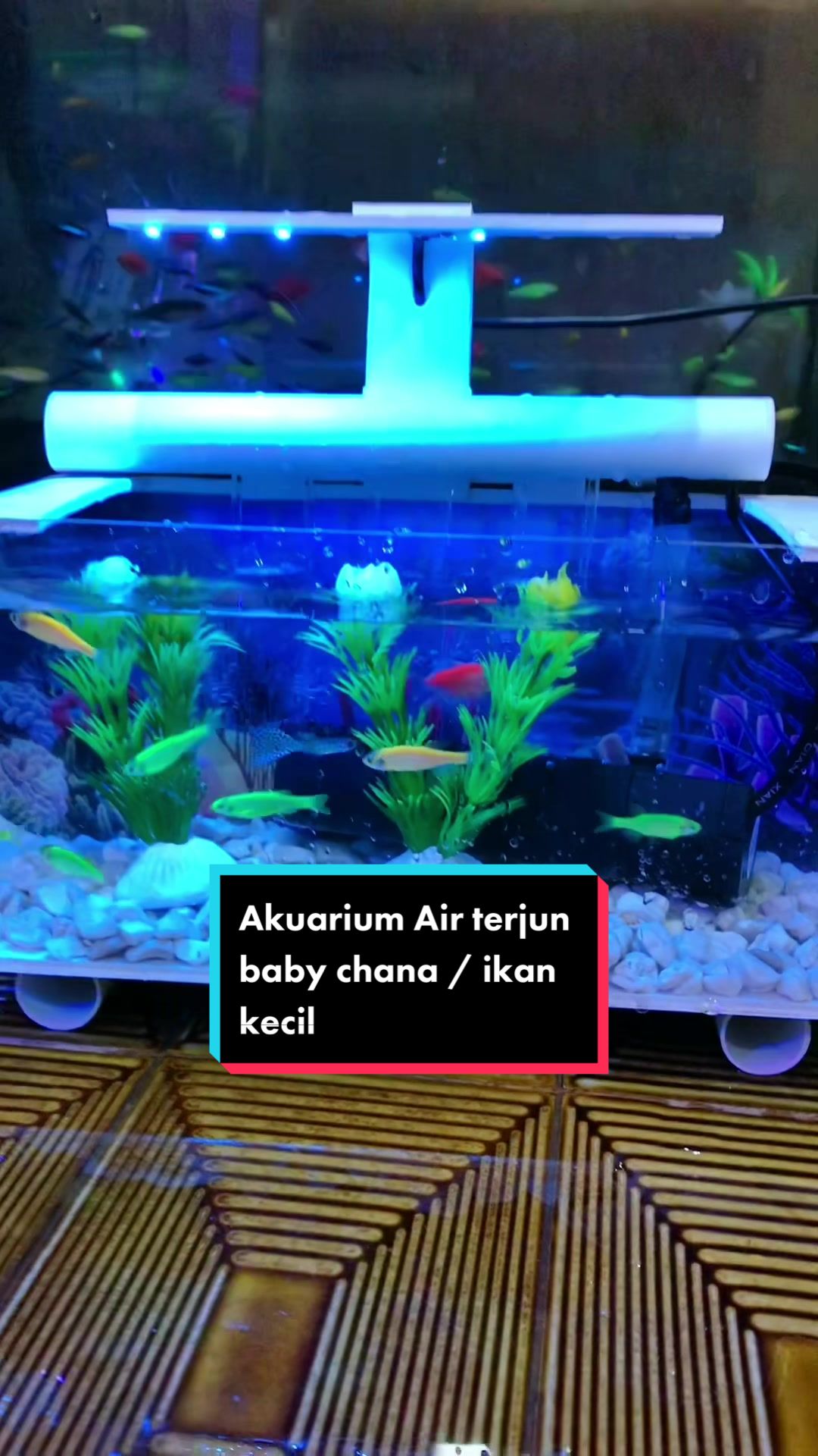 @Aquarium_group