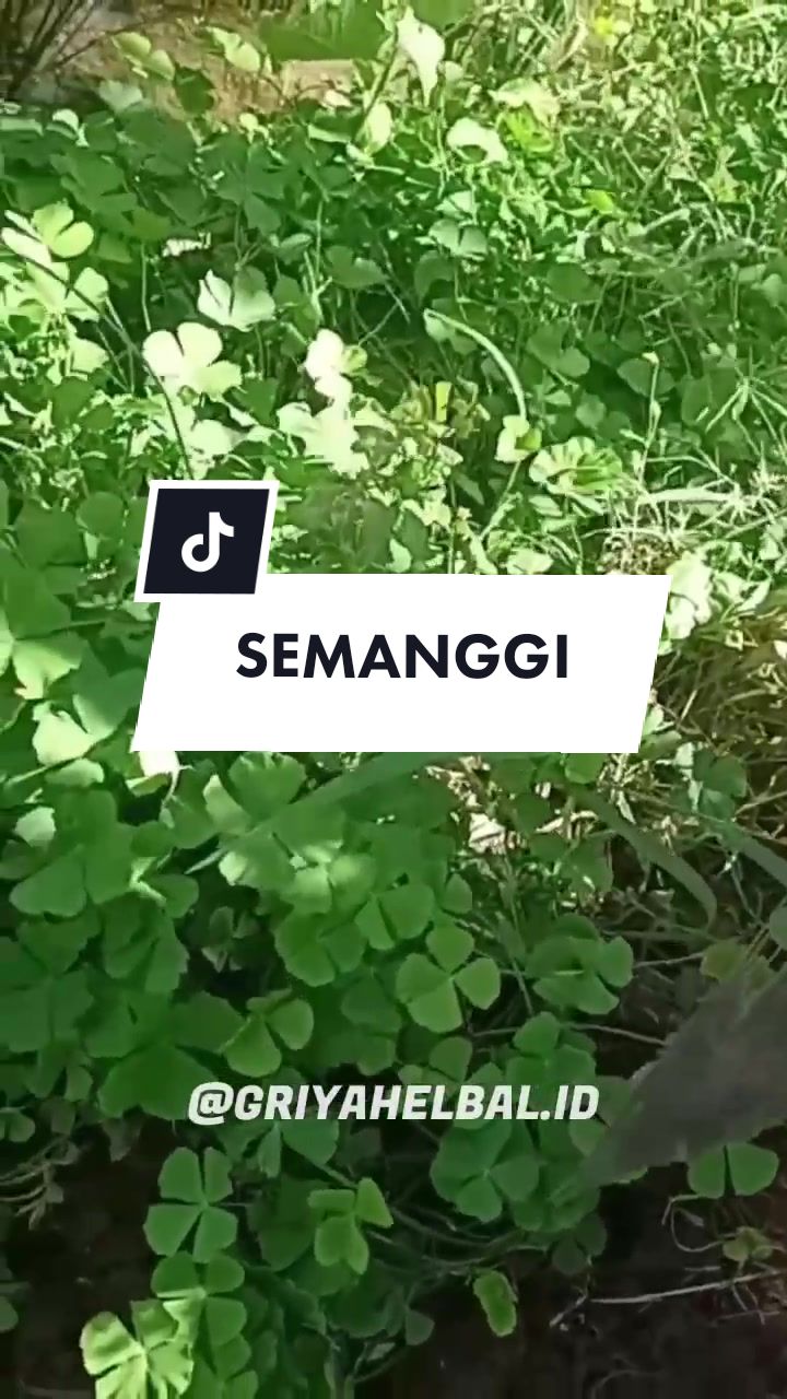 @🌱 𝙳𝚊𝚙𝚞𝚛 𝙷𝚎𝚛𝚋𝚊𝚕 🌿