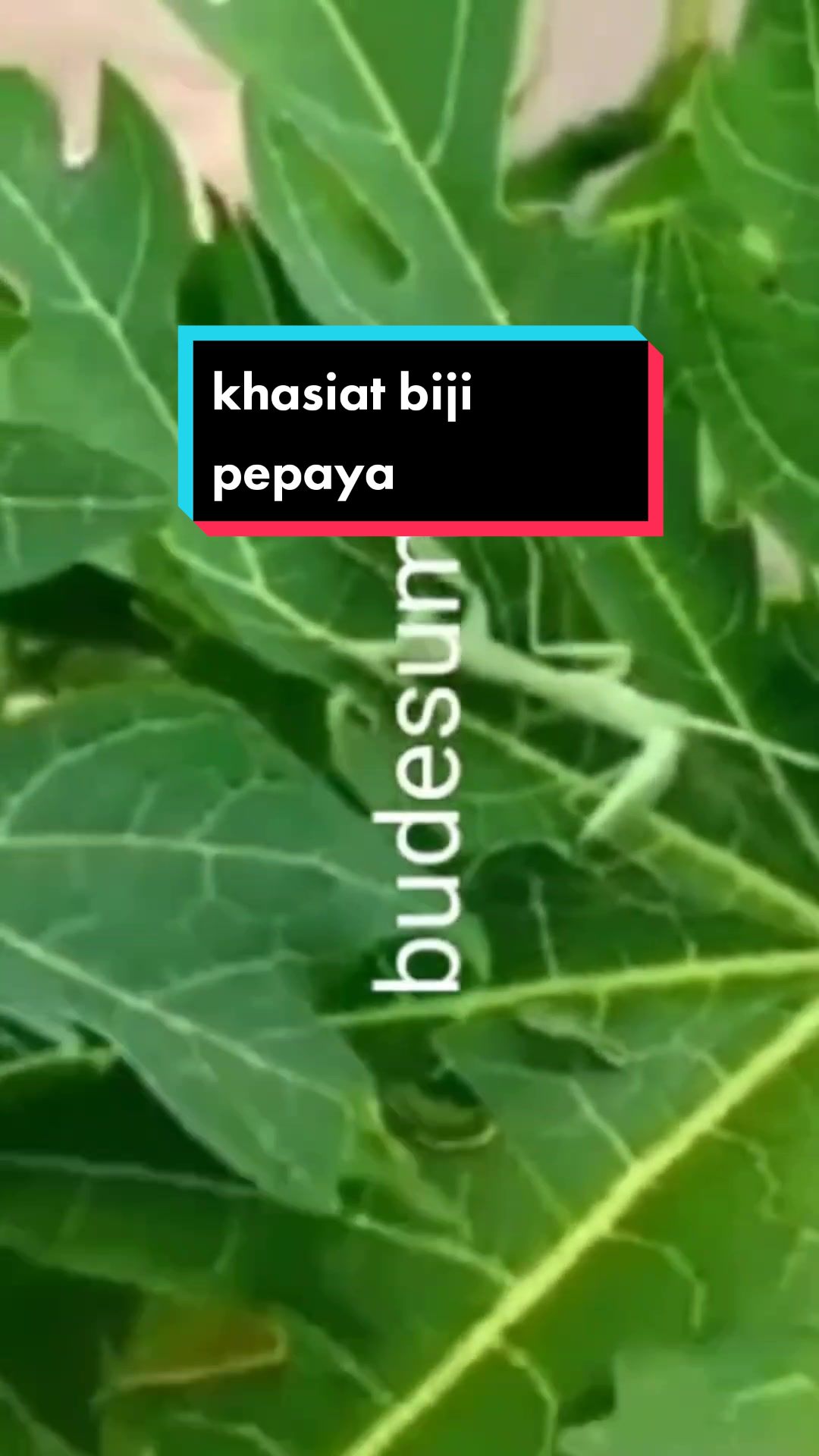 @budesum