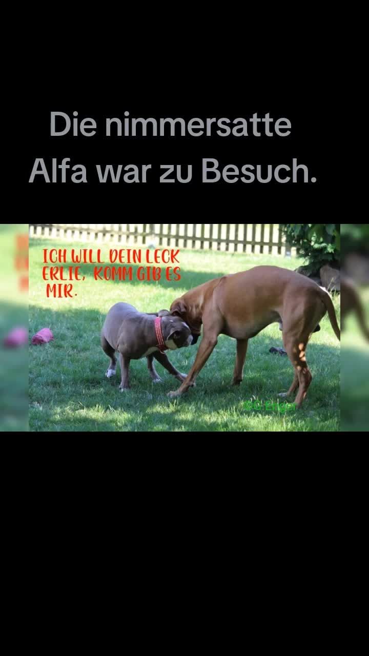 @amani.the.ridgeback