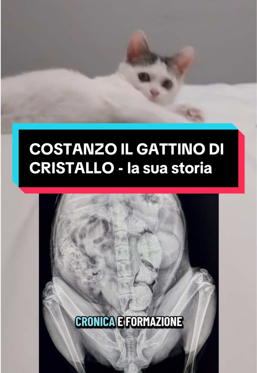 @chiaratarquini