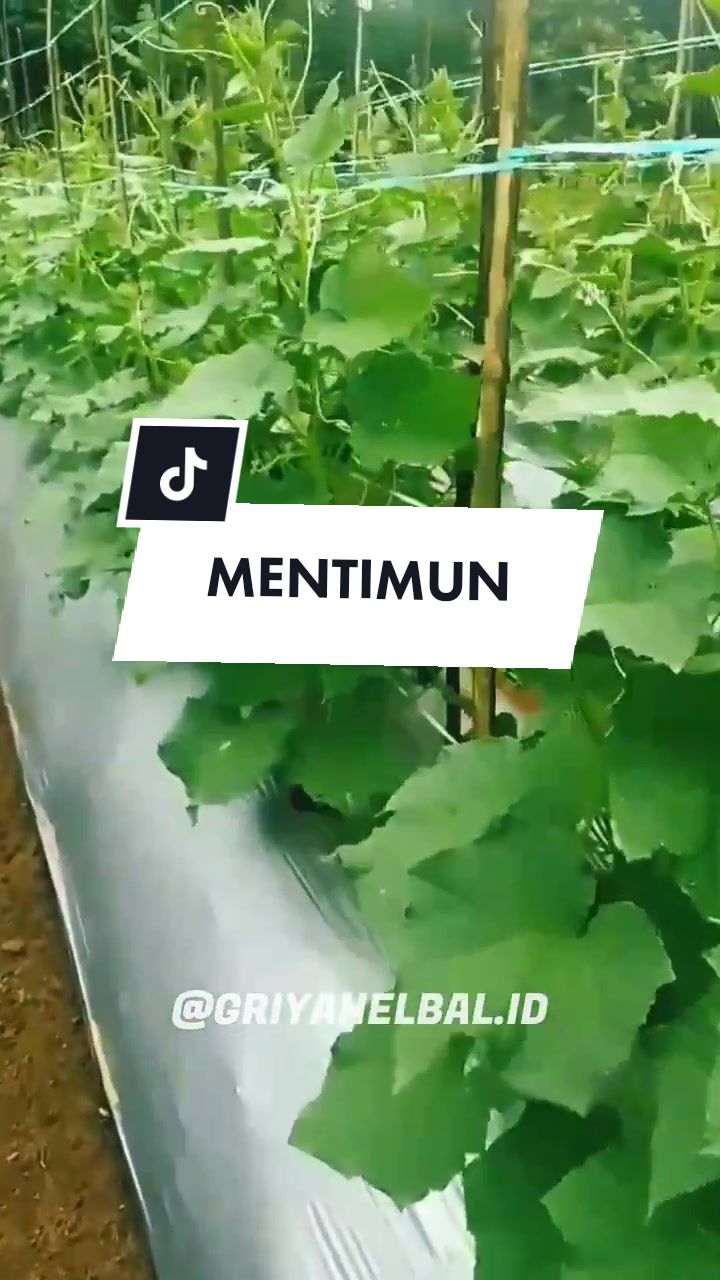 @🌱 𝙳𝚊𝚙𝚞𝚛 𝙷𝚎𝚛𝚋𝚊𝚕 🌿