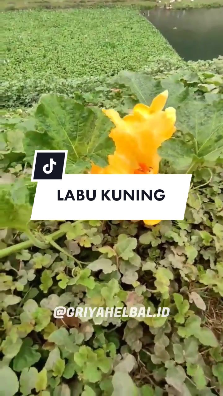 @🌱 𝙳𝚊𝚙𝚞𝚛 𝙷𝚎𝚛𝚋𝚊𝚕 🌿