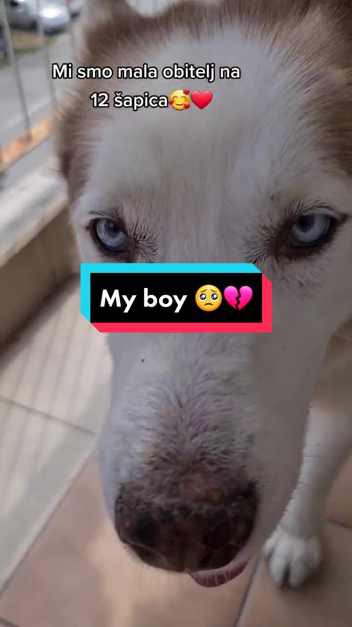 @MojiPsi (Fei the Husky)