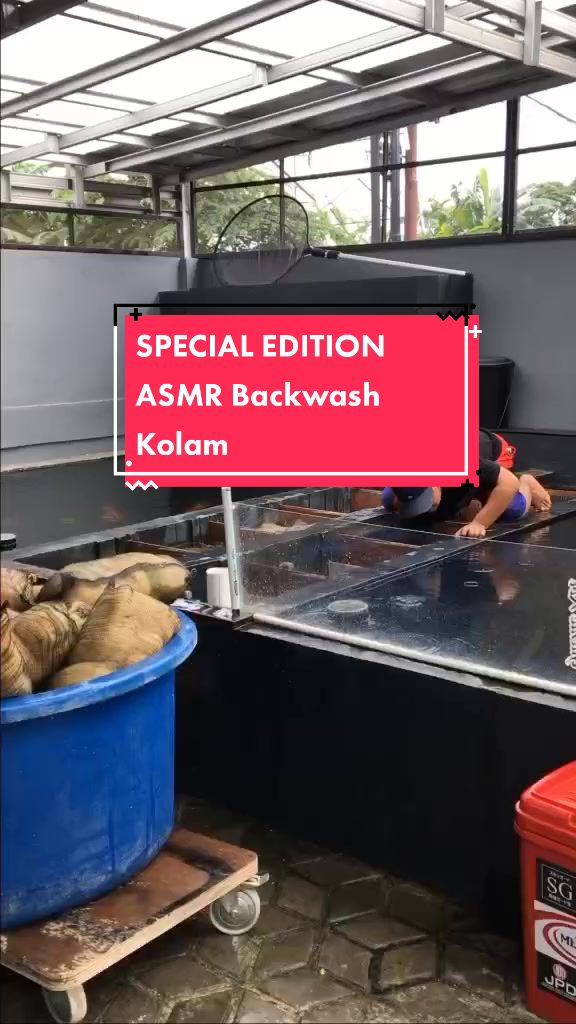 @guente koi