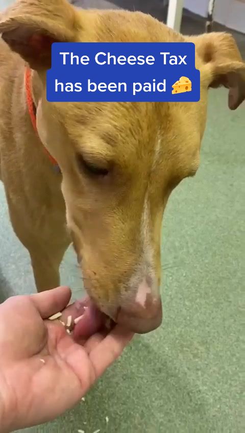 @LeicesterAnimalAid
