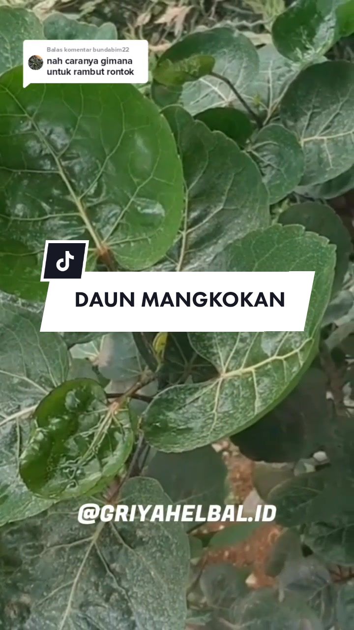 @🌱 𝙳𝚊𝚙𝚞𝚛 𝙷𝚎𝚛𝚋𝚊𝚕 🌿