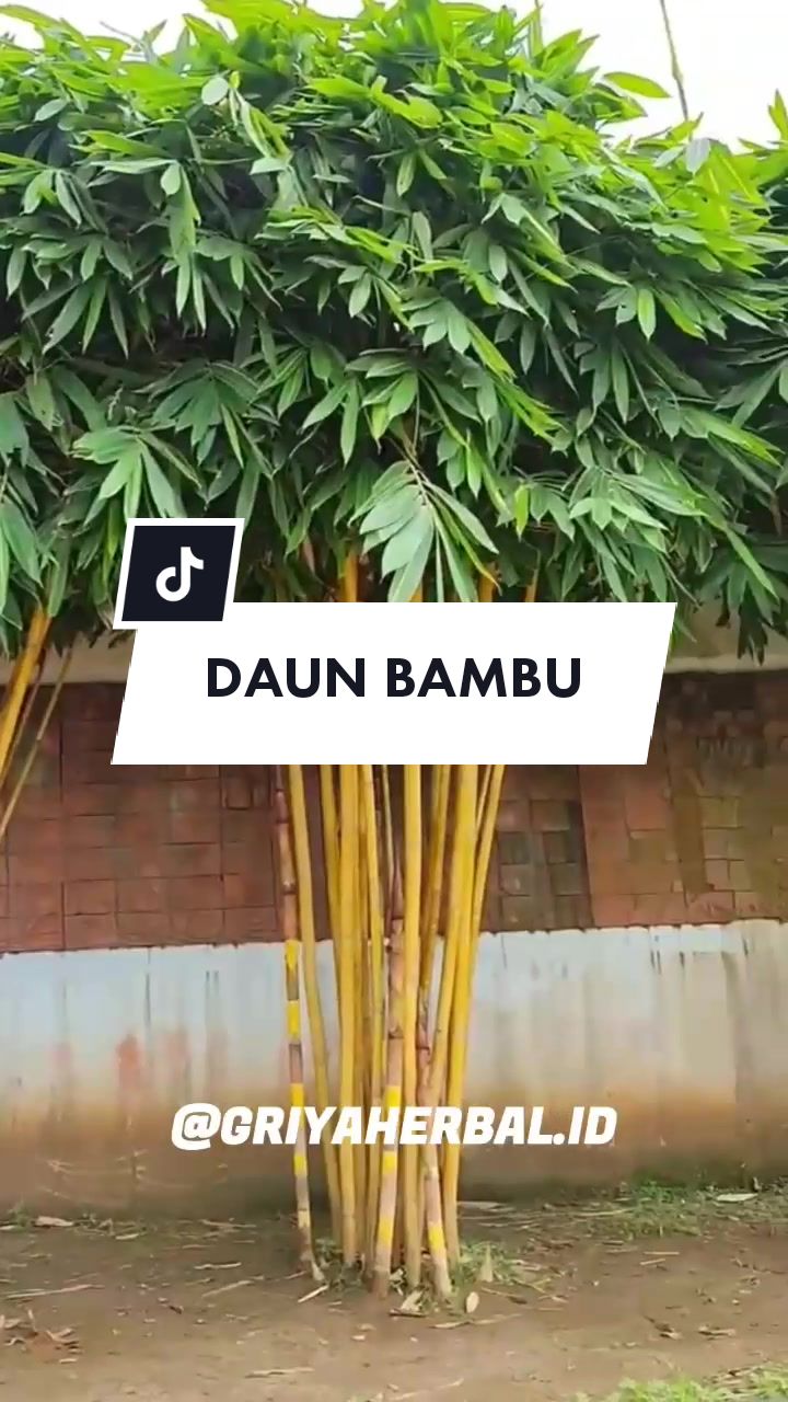 @🌱 𝙳𝚊𝚙𝚞𝚛 𝙷𝚎𝚛𝚋𝚊𝚕 🌿