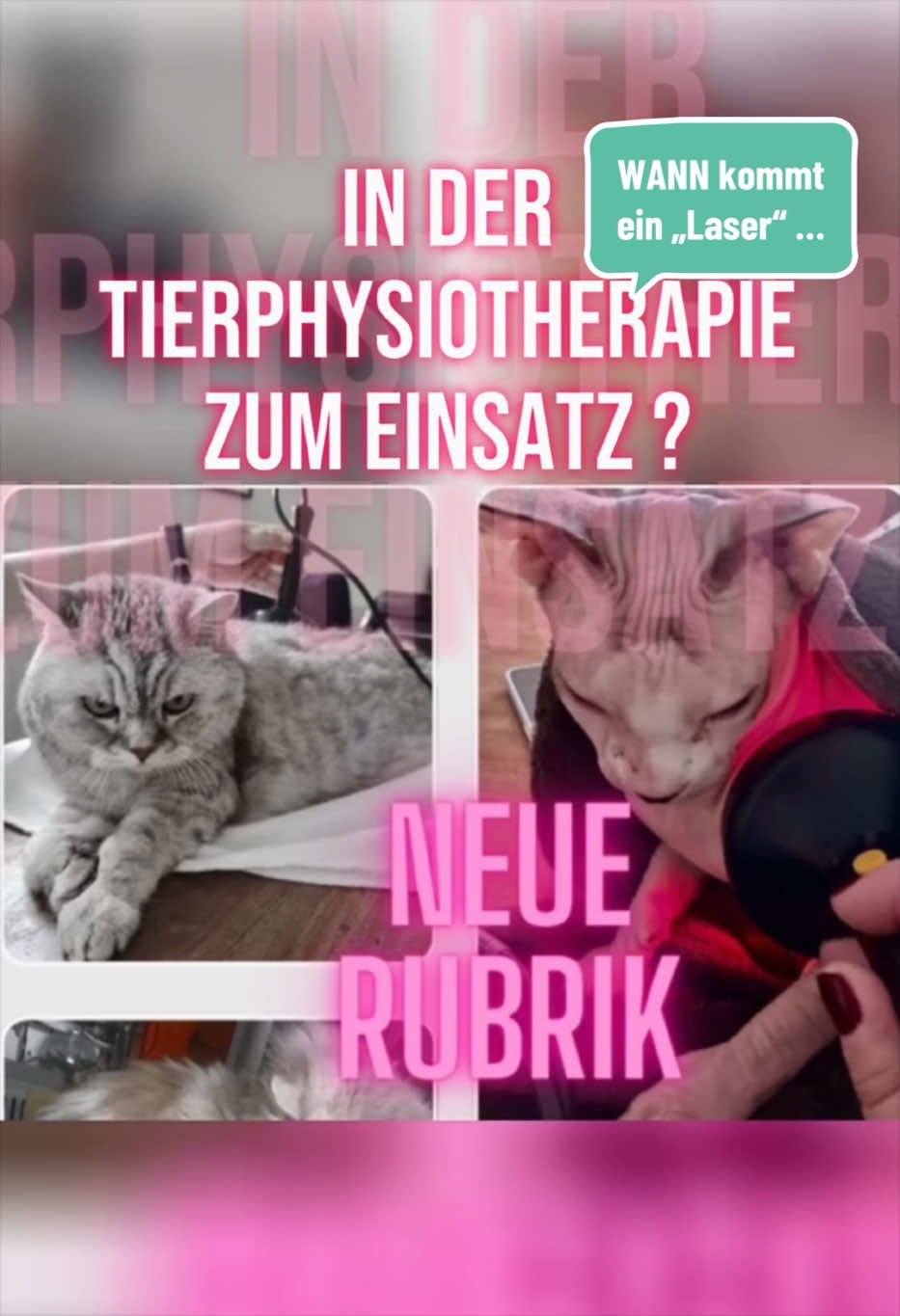 @Pferdephysiotherapie InTakt