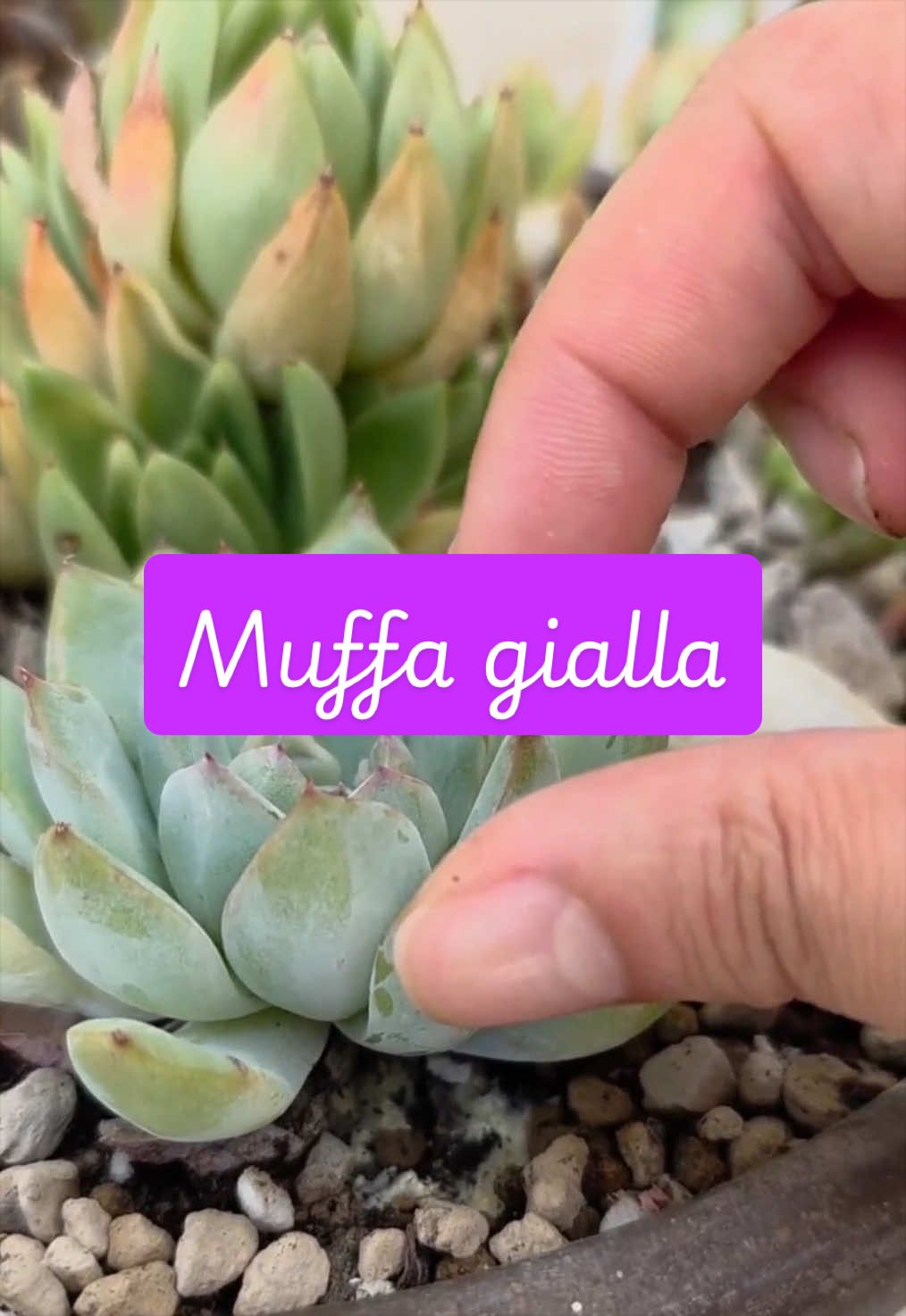 @piccole.spine.felici 🌵