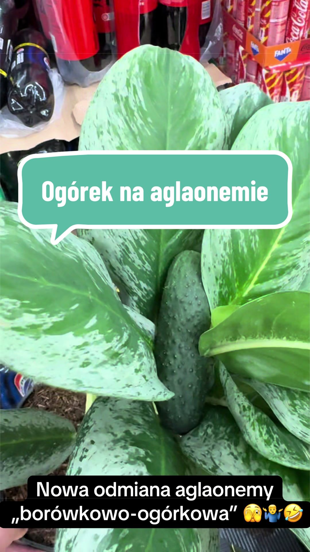 @maciej.plants