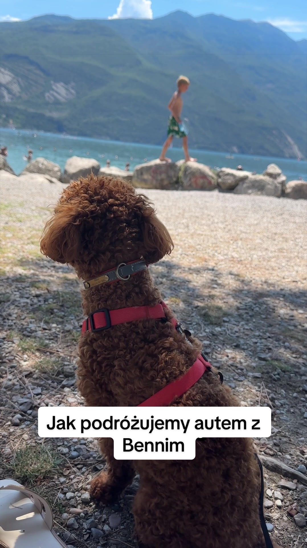 @Benni 🐾 IG: benni_toypoodle