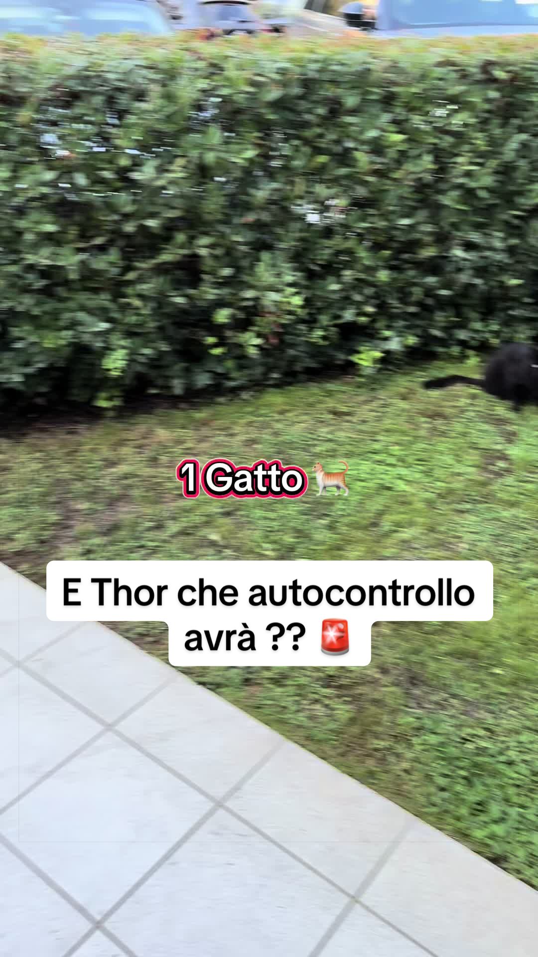 @Le avventure di Thor 🌪️ w ❤️