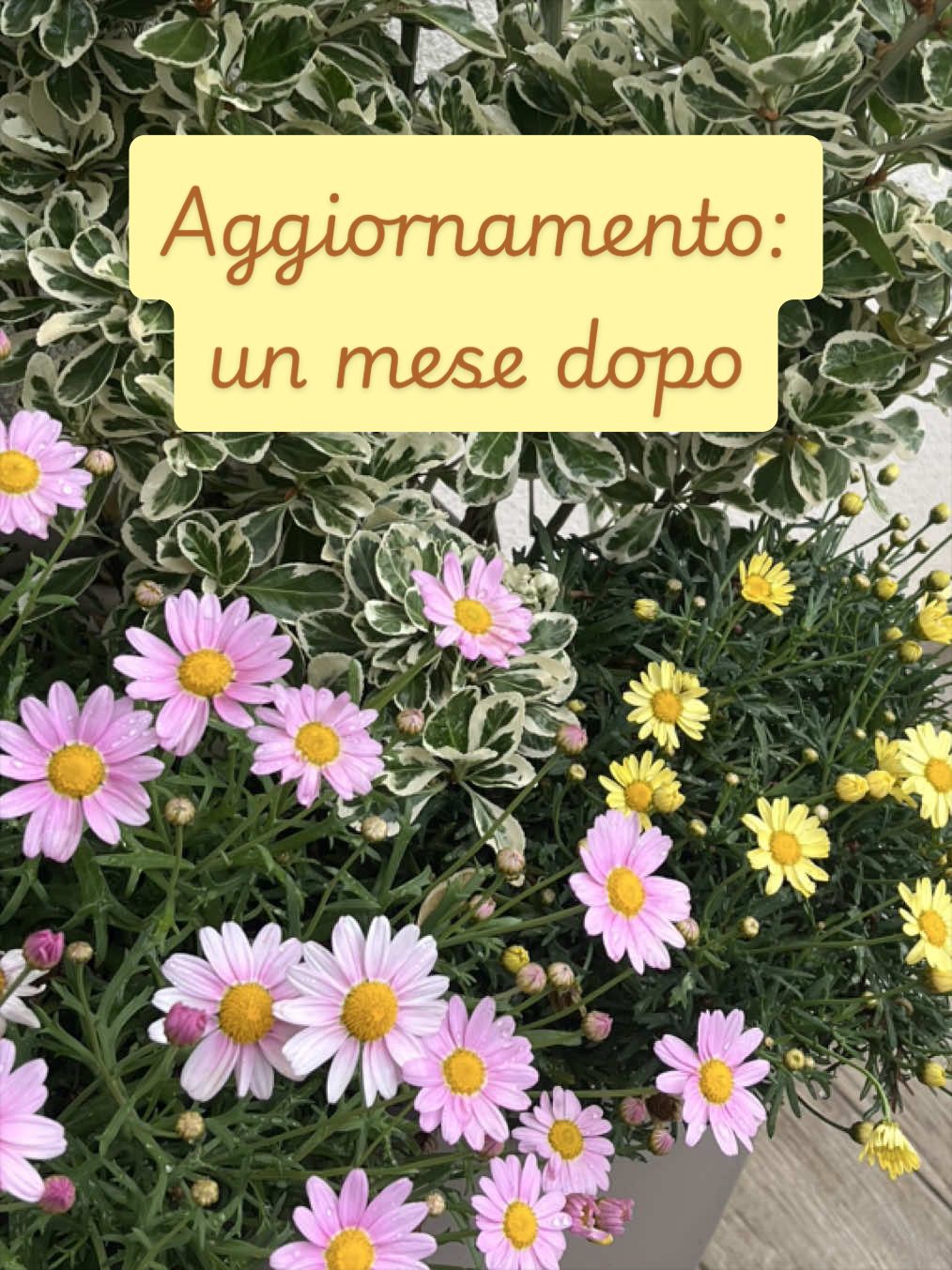 @piccole.spine.felici