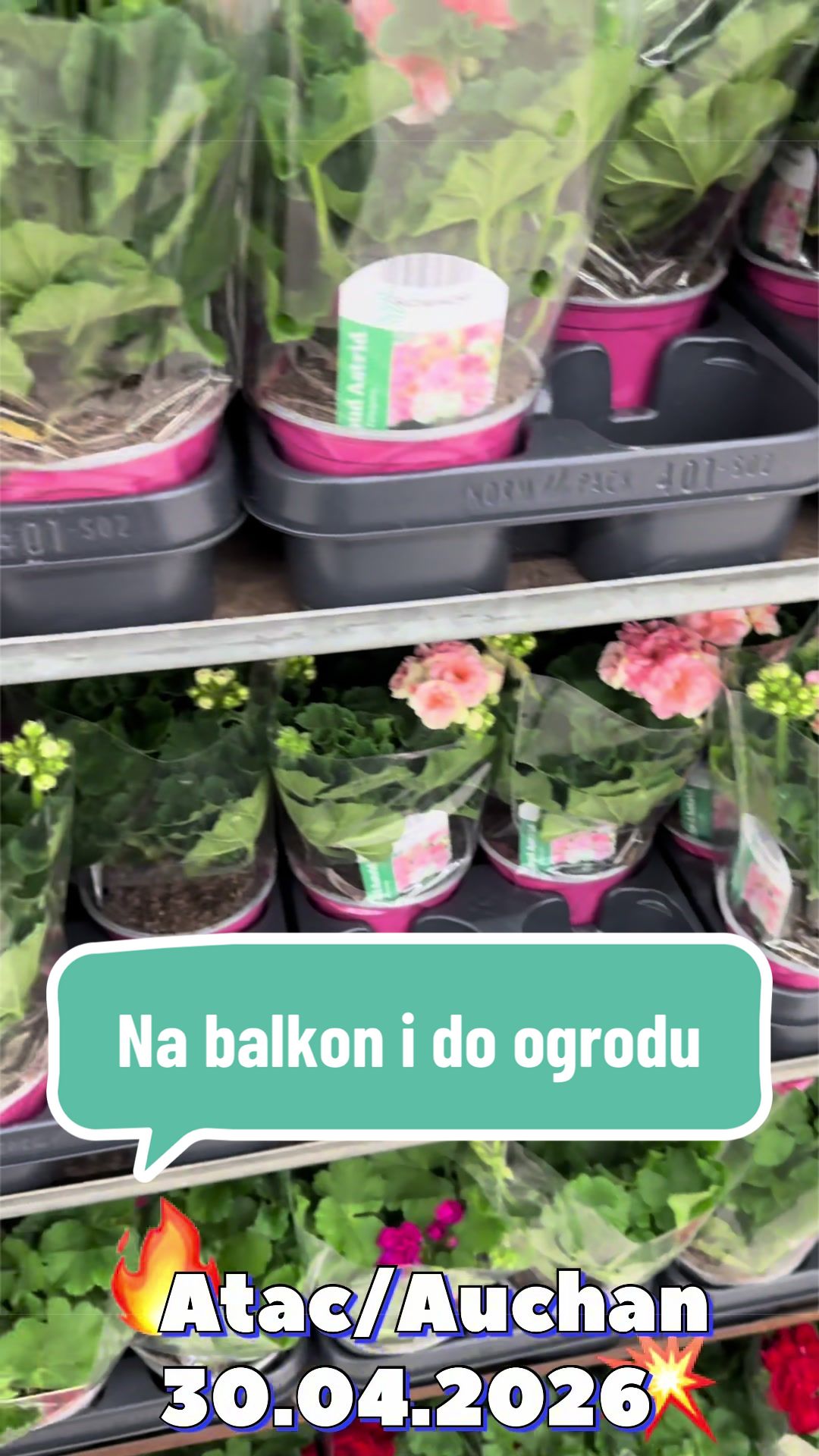 @maciej.plants