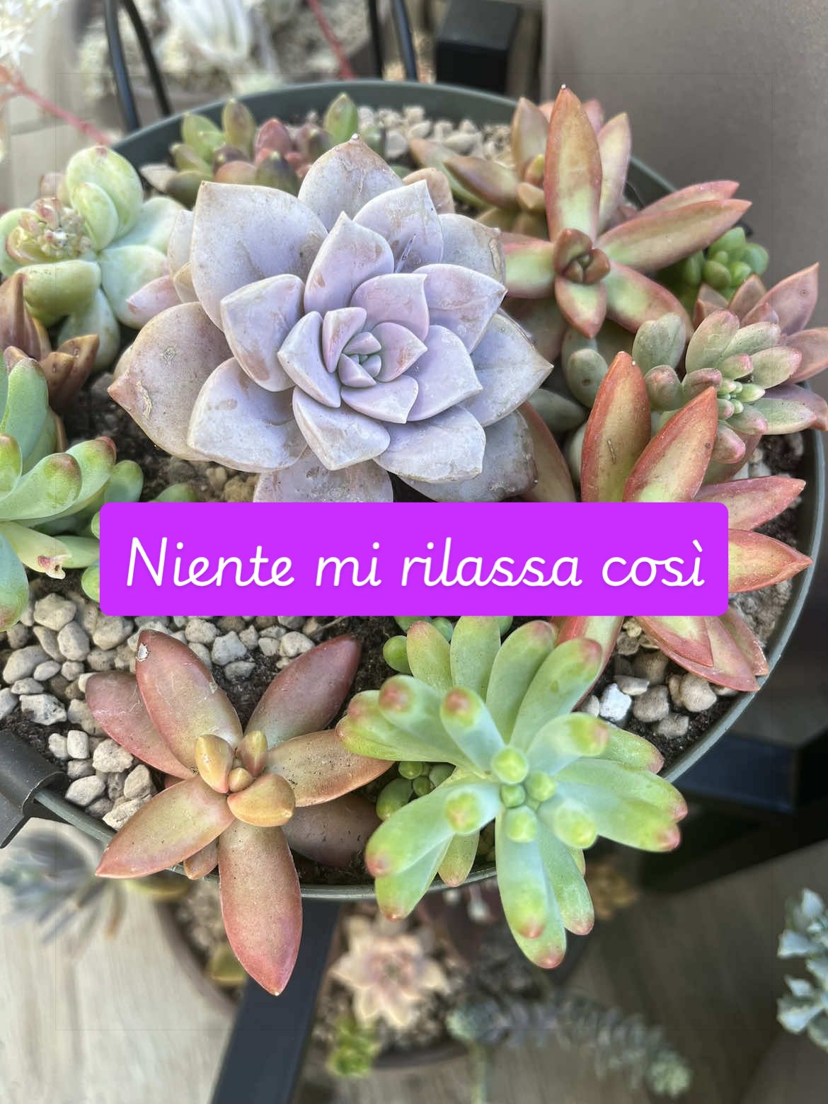 @piccole.spine.felici