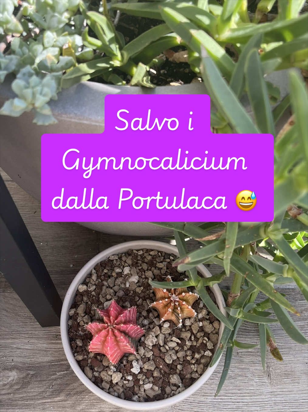 @piccole.spine.felici 🌵