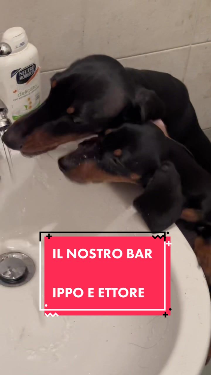 @Ippo_ettore_bettino BASSOTTI