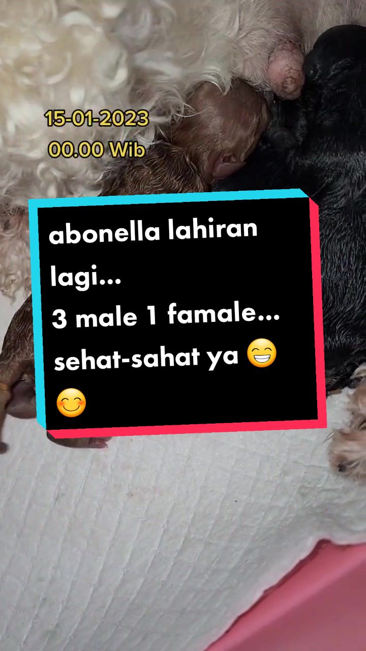 @WarungOnline89