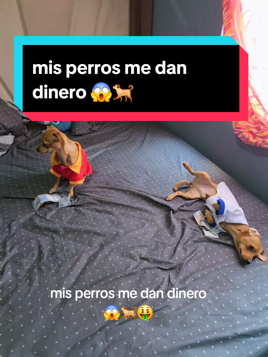 @coco el enoj&oacute;n 🐶 ❤️