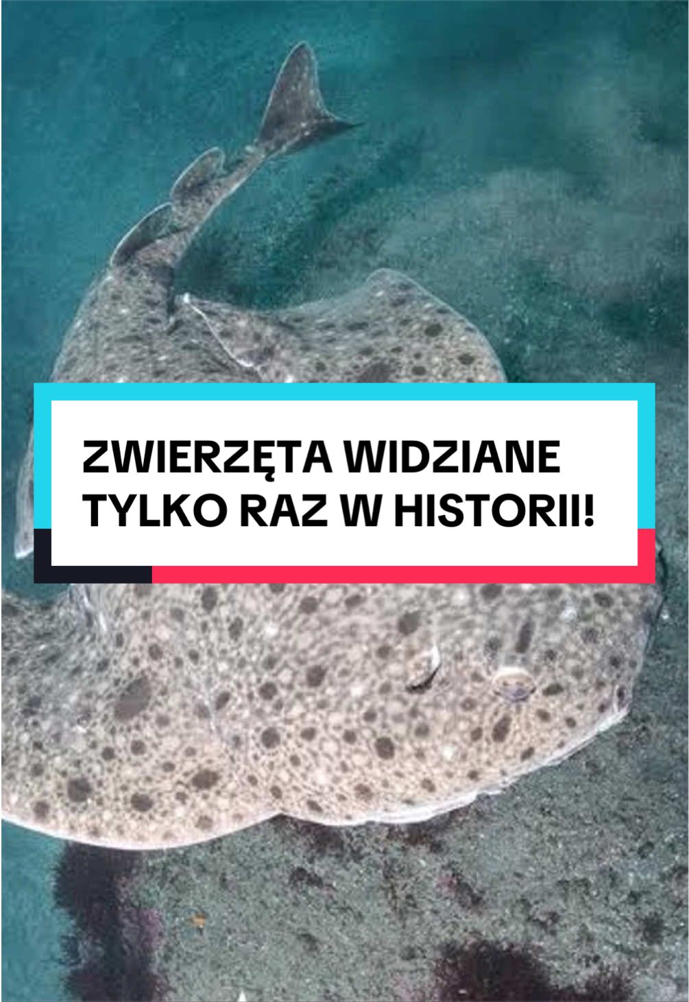 @pandawojtekyt