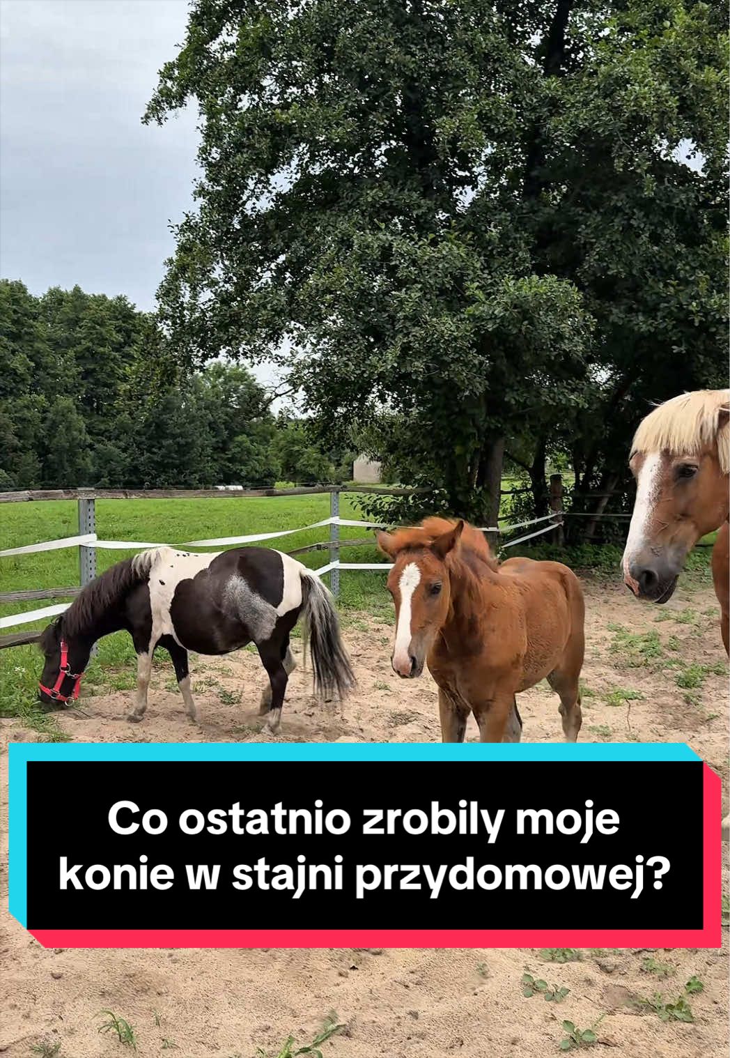 @Stado_Belli