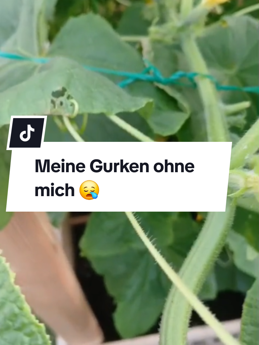 @Gartenchaos