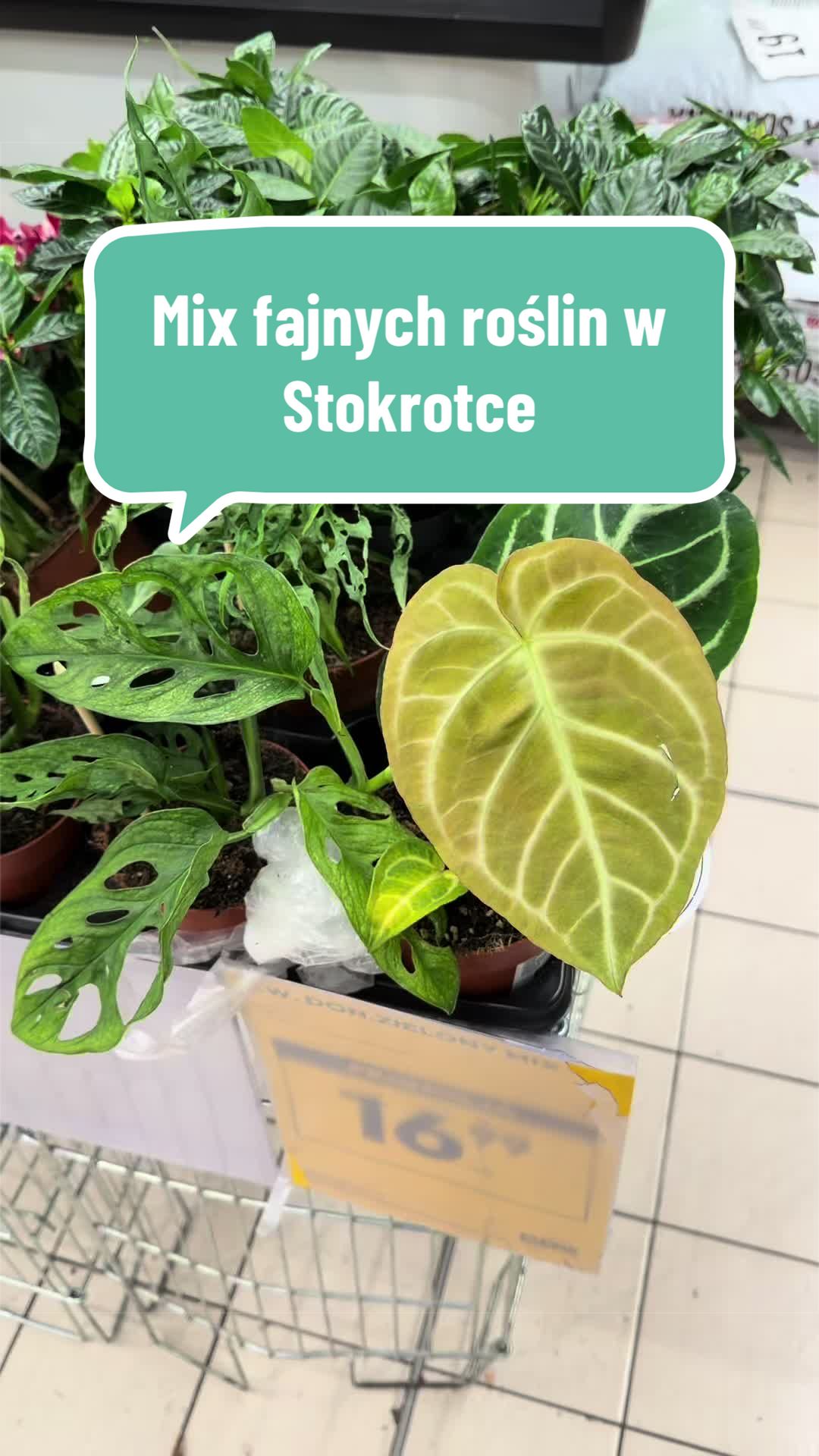 @maciej.plants