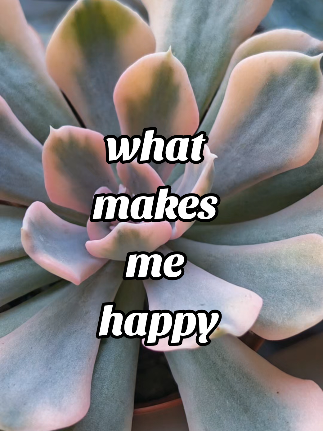 @il était Une Succulente