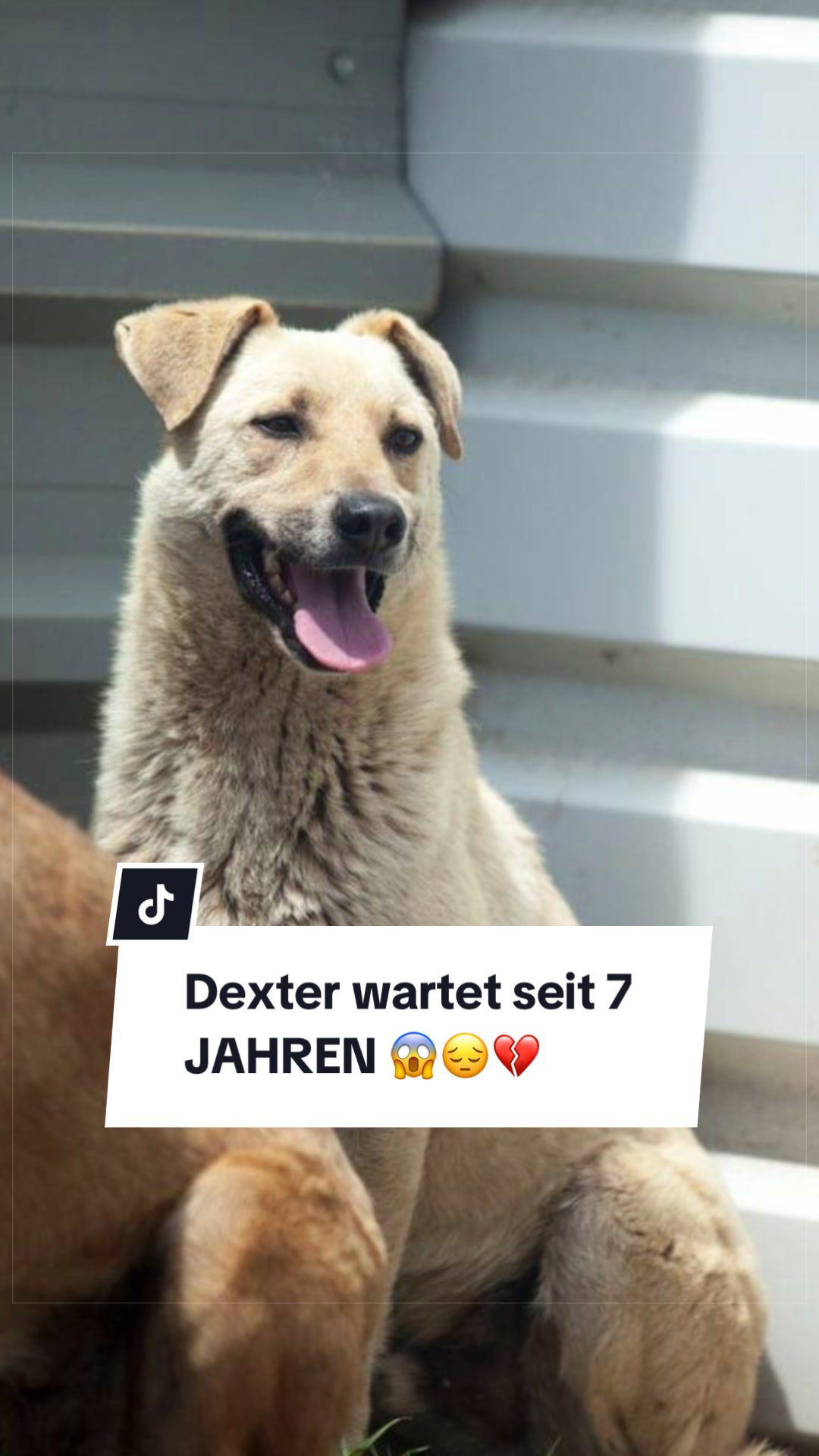 @Tierseelen 🐕