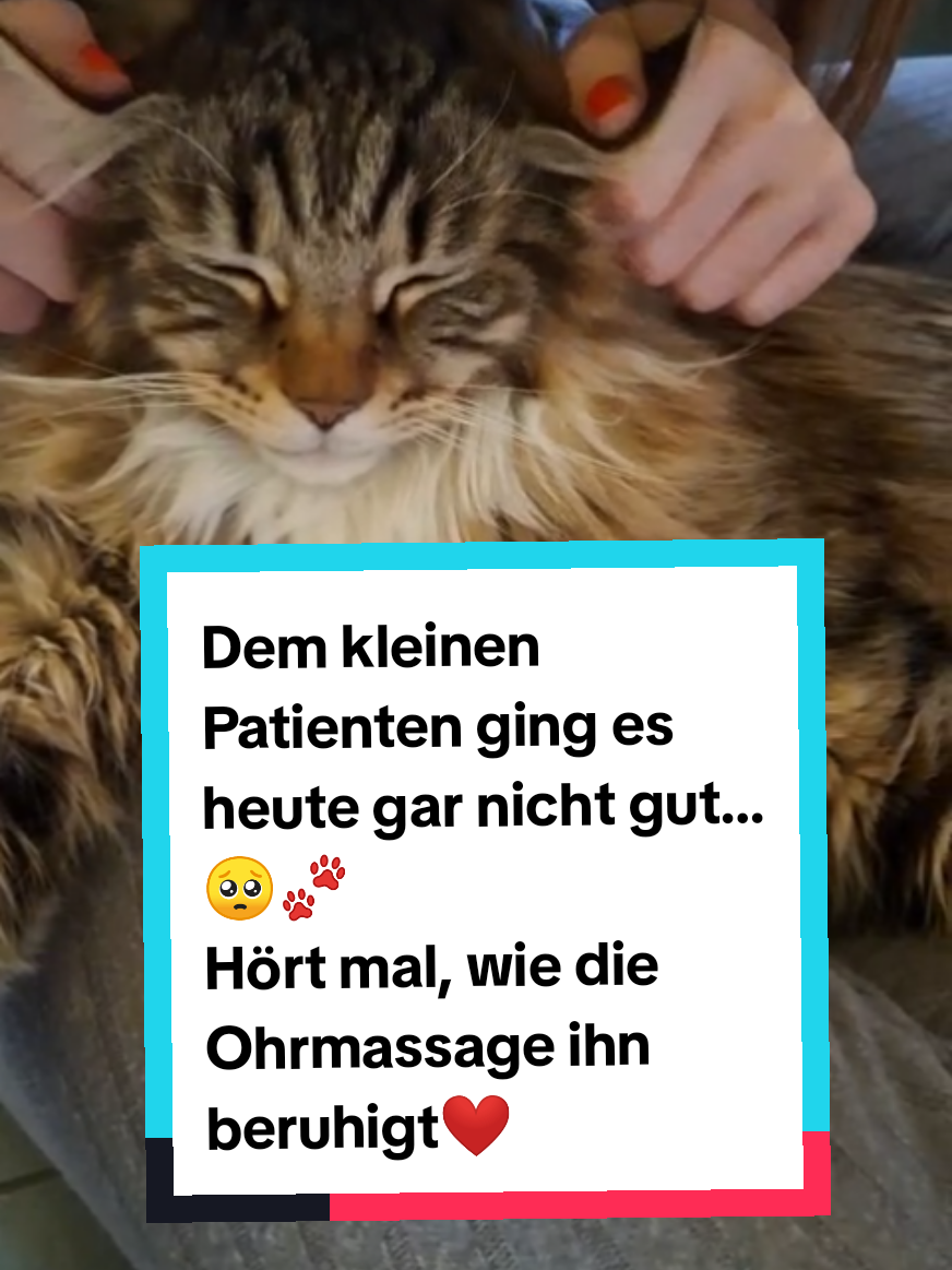 @animalslover