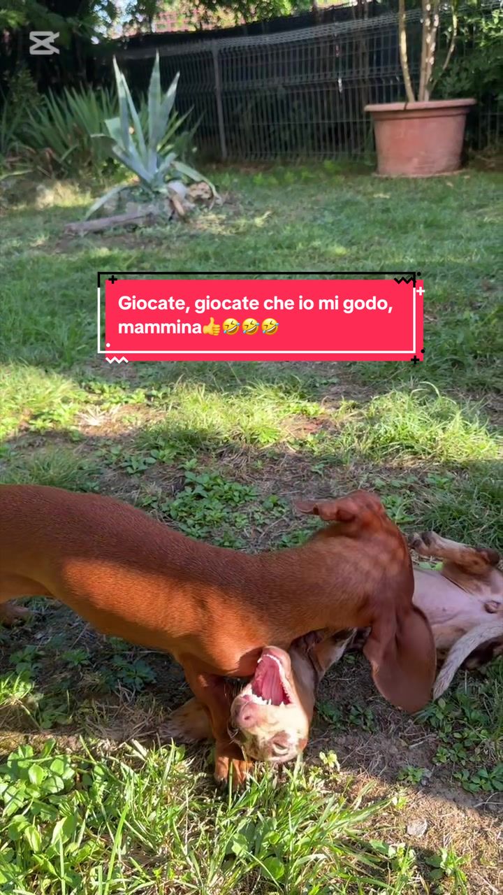 @MillyGraceDrusilla_LeFagioline