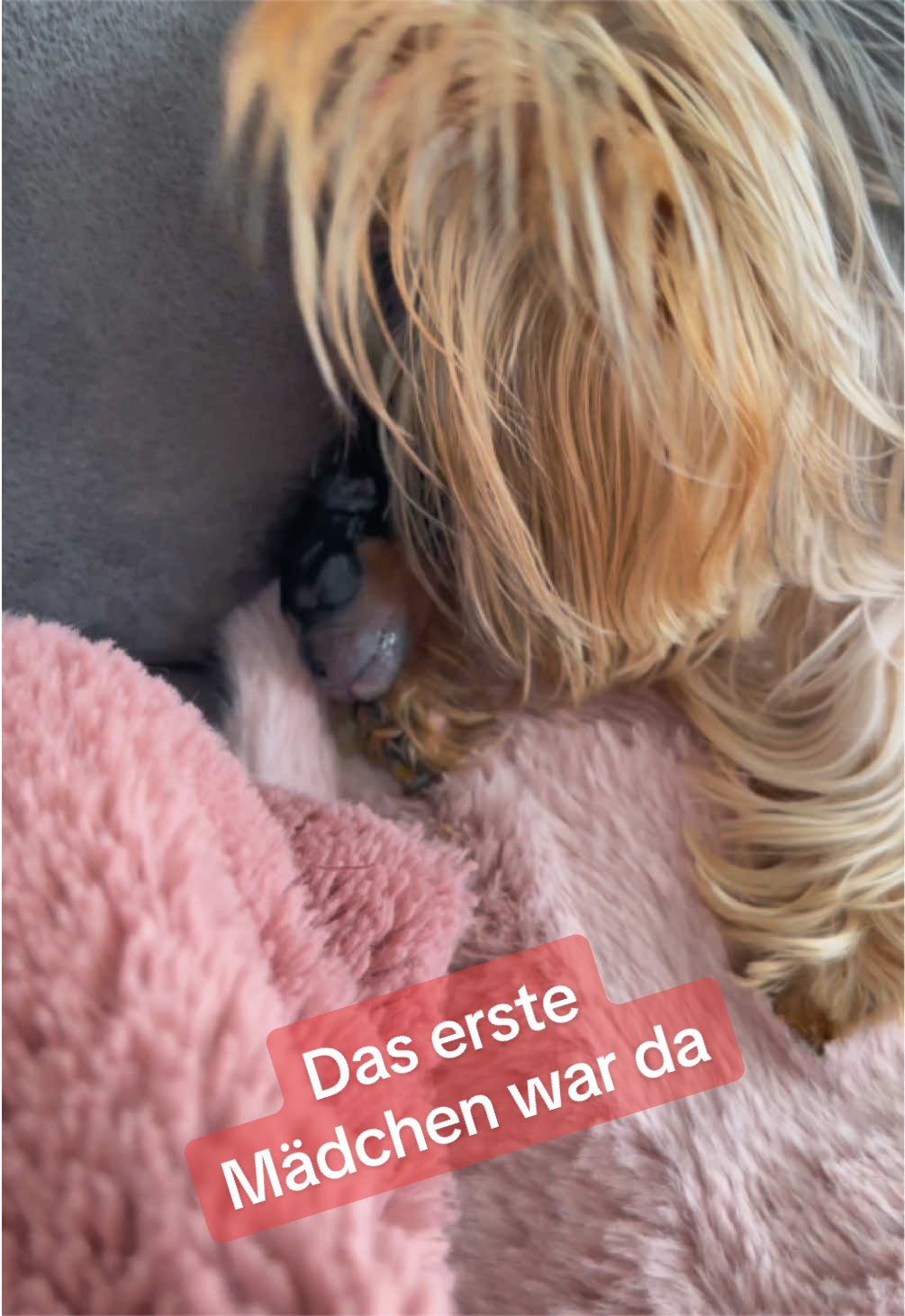 @MeineYorkieVibes