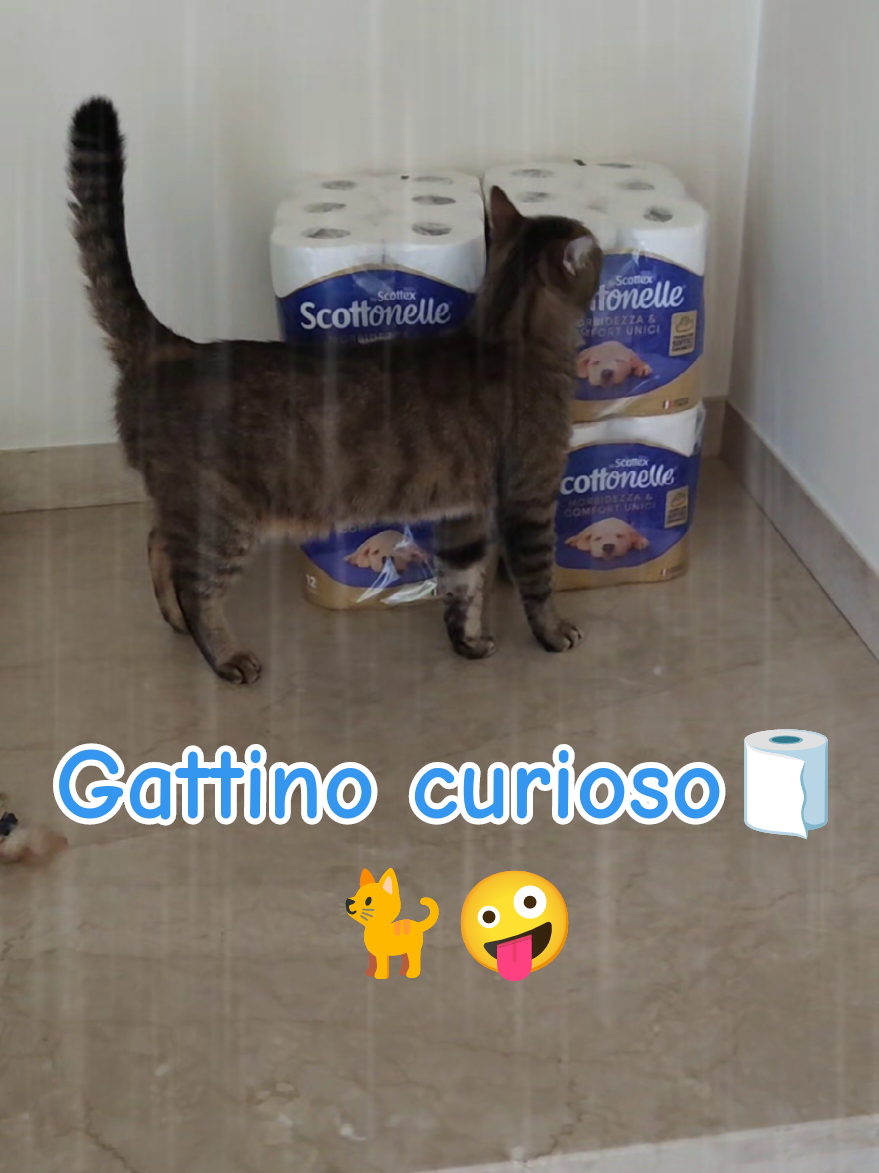 @Mozart🐈Jane🐈&Sabryx👧🏻🌻💛