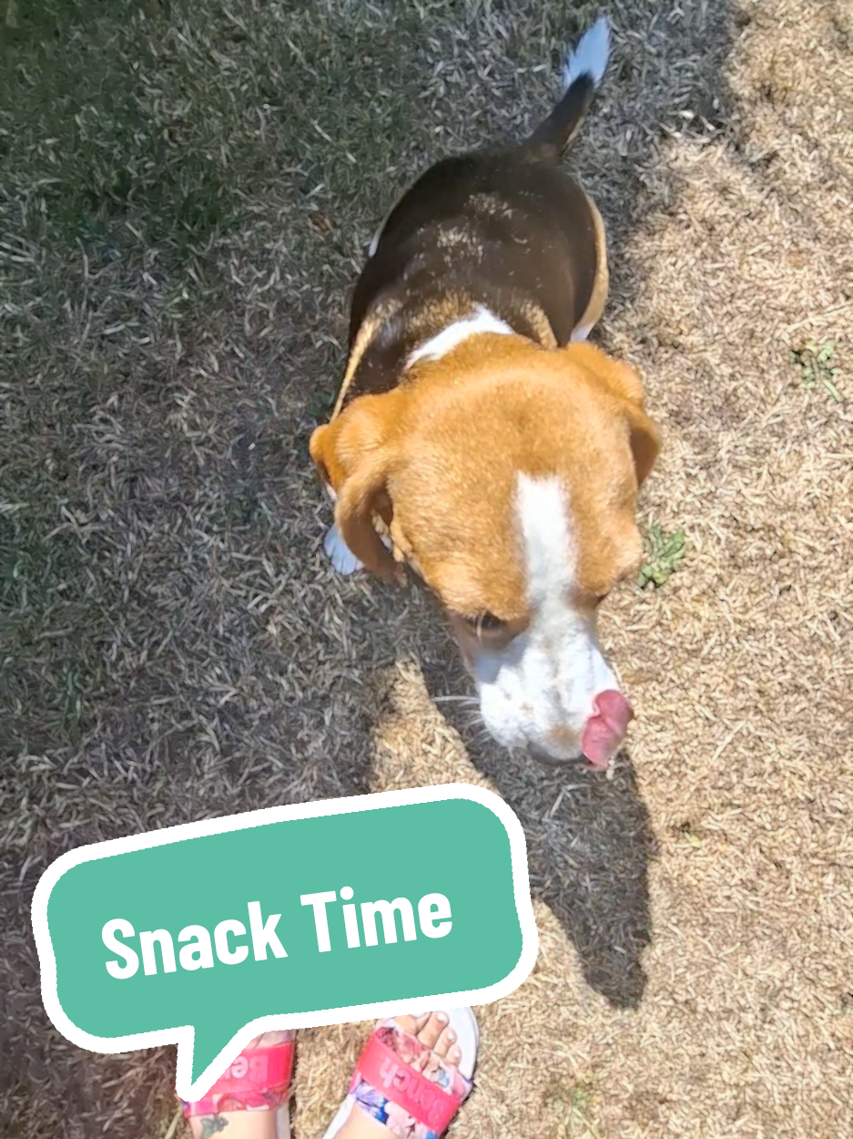 @BeagleTrifftBerner