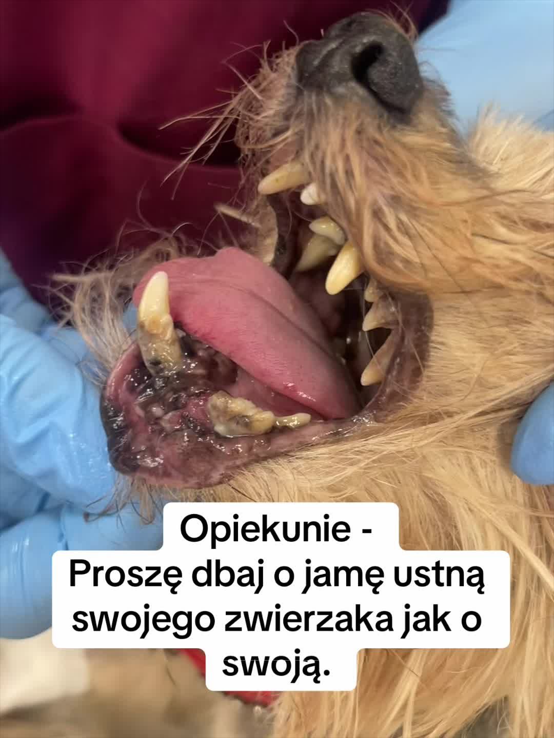 @okulistavet