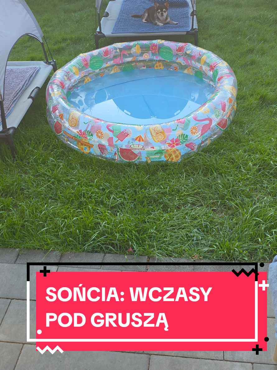 @Chihuahua uzależnia