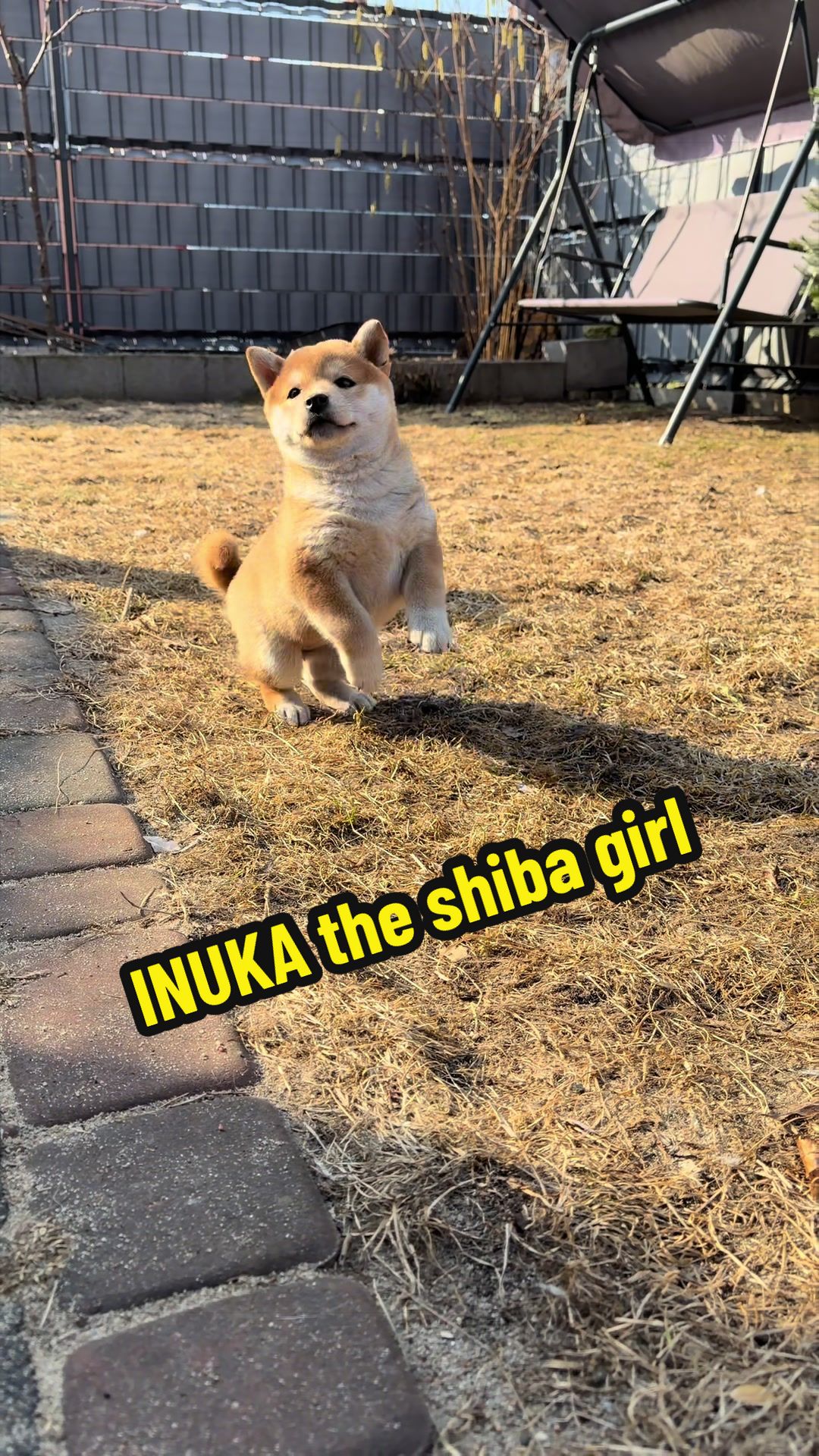 @Shiba GoNanKaiho hodowla FCI