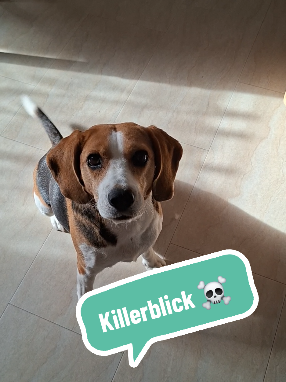 @BeagleTrifftBerner
