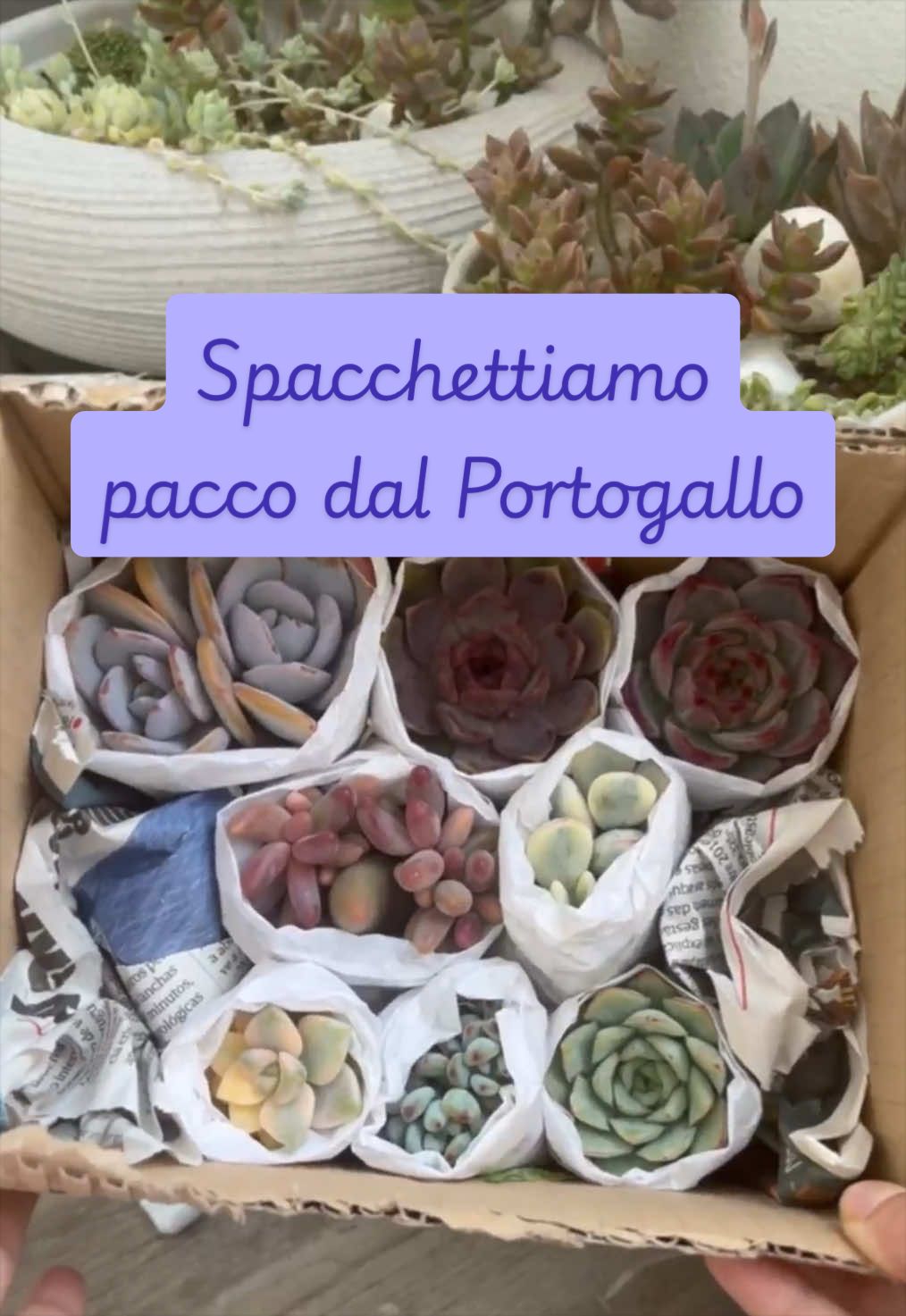 @piccole.spine.felici 🌵
