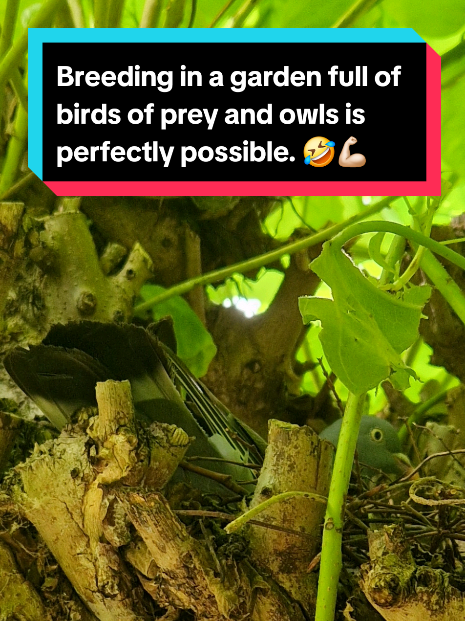 @Birddaddy🦜🦉🦅