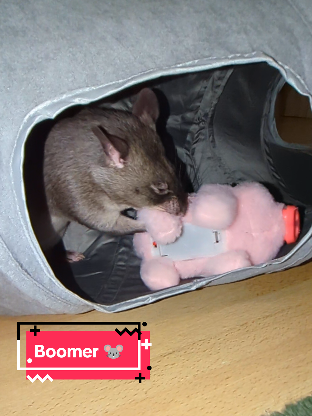 @Ratocalypse 🐀🤣🧀💥