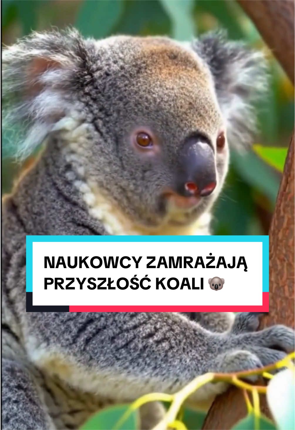 @pandawojtekyt