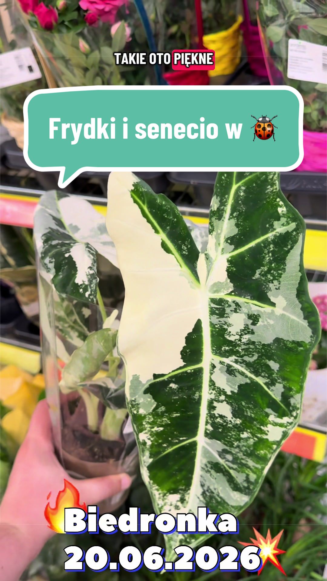 @maciej.plants