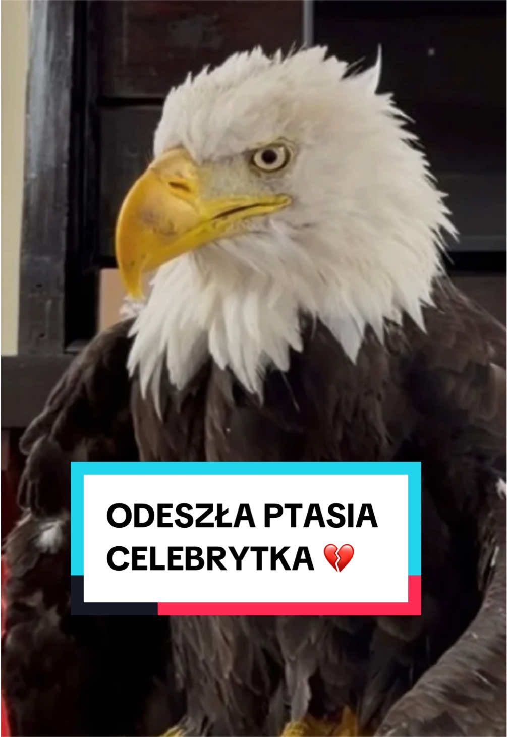 @pandawojtekyt
