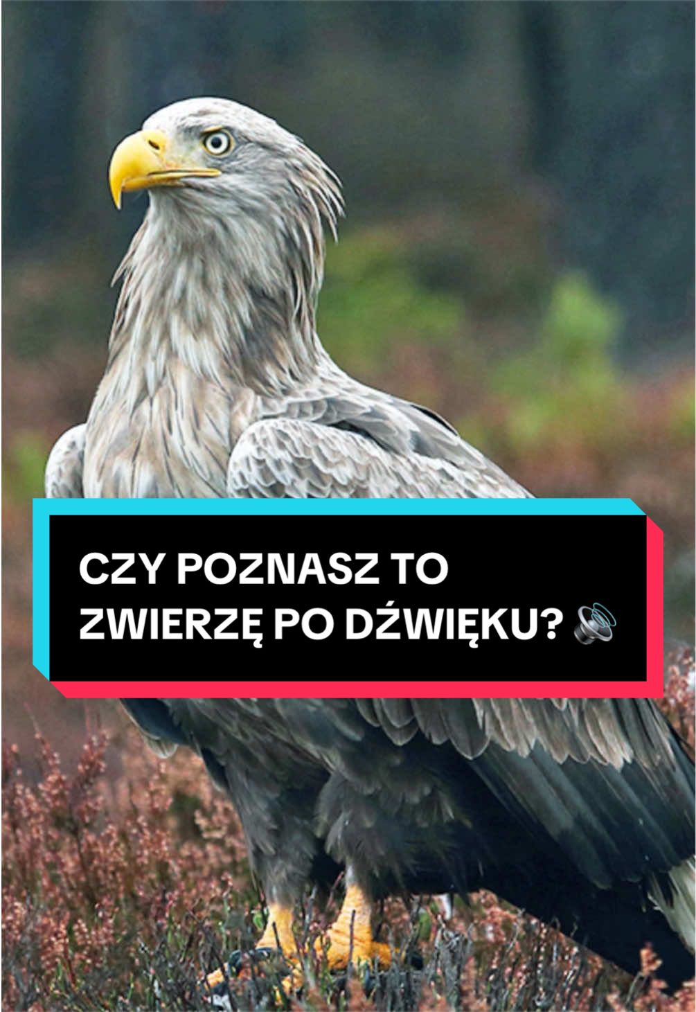 @pandawojtekyt